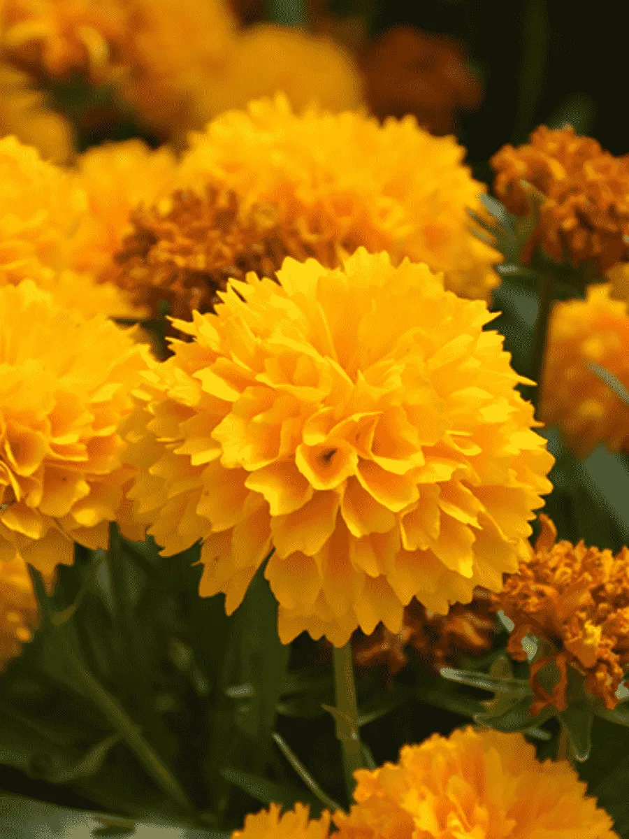 Кореопсис крупноцветковый Solanna golden sphere