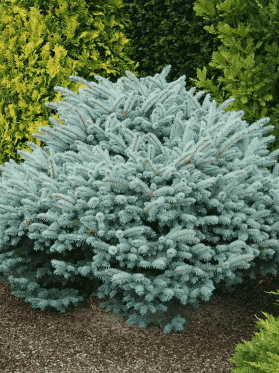 Ель колючая Glauca Globosa