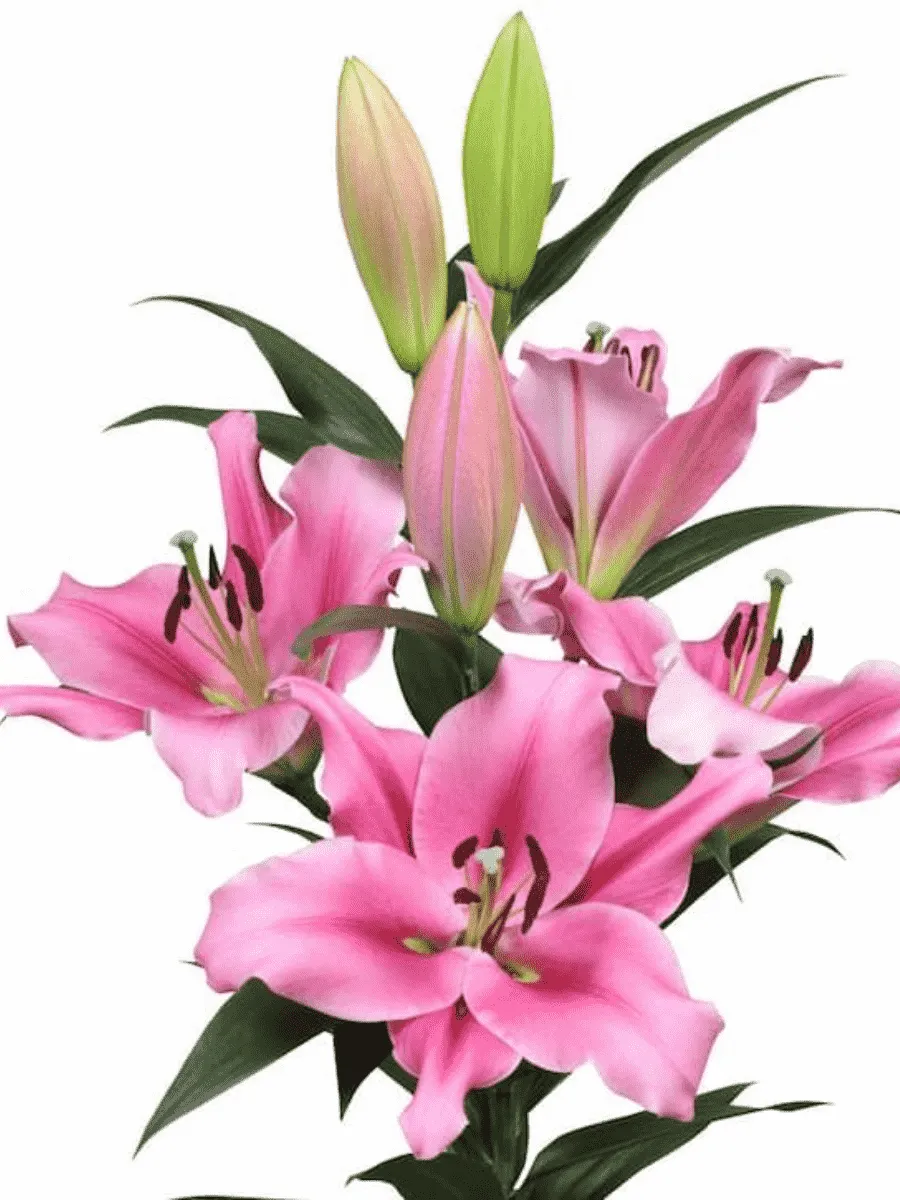 Лилия Trocadero