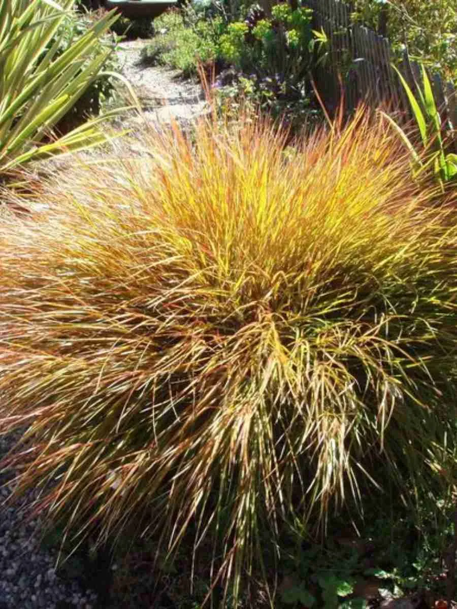 Анемантеле