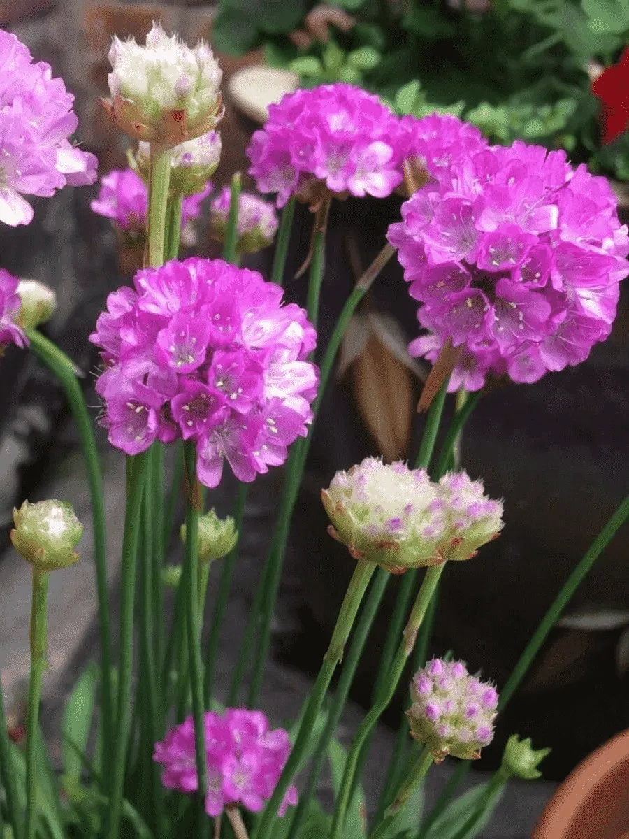 Армерия ложноармерия Ballerina Purple Rose