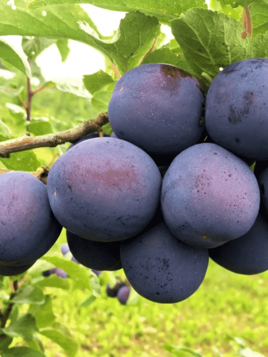 Слива домашняя Кромань