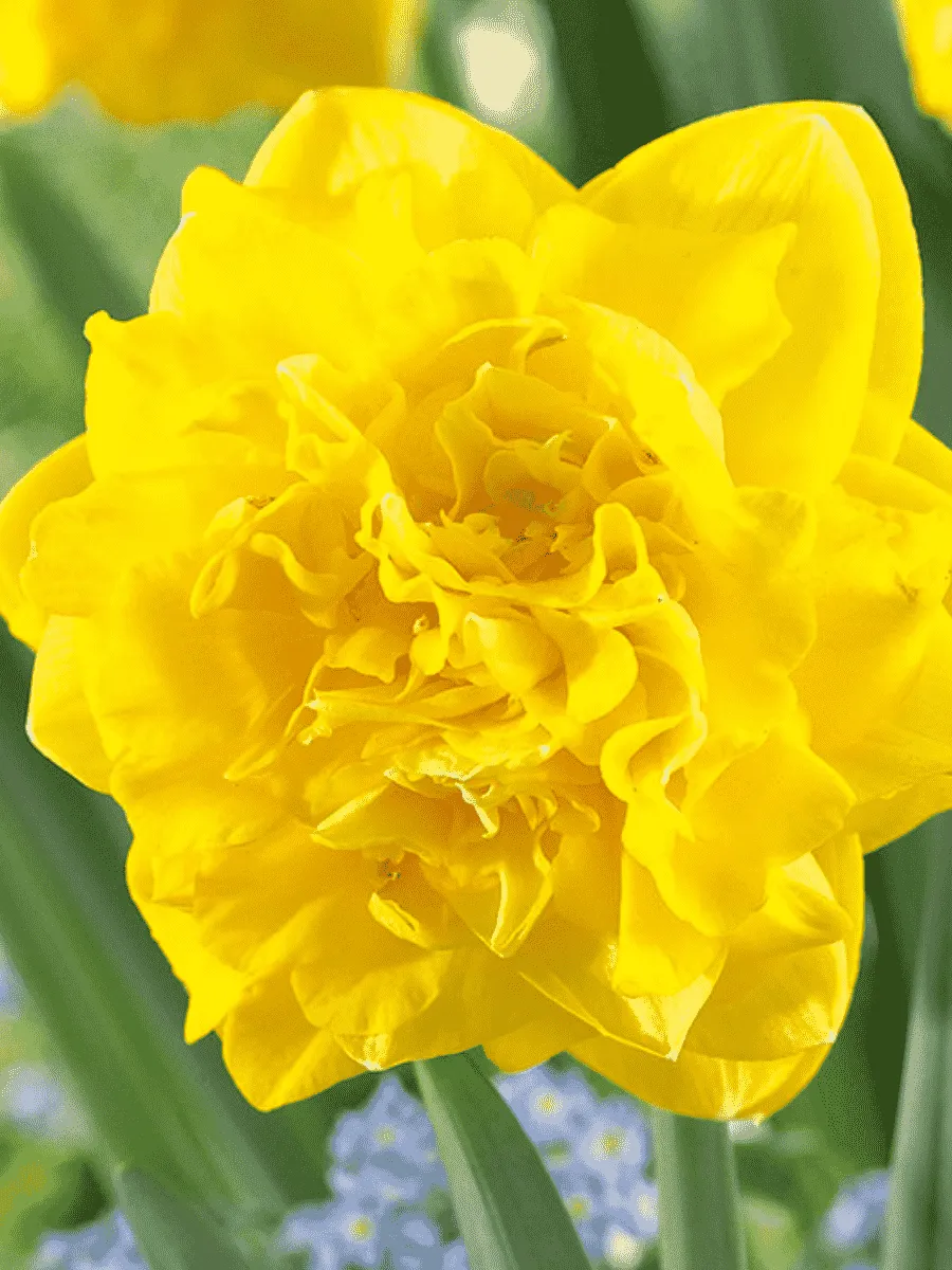 Нарцисс Eastertide