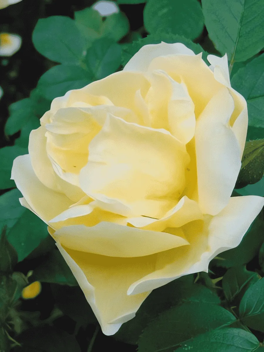 Роза парковая Gelbe Dagmar Hastrup