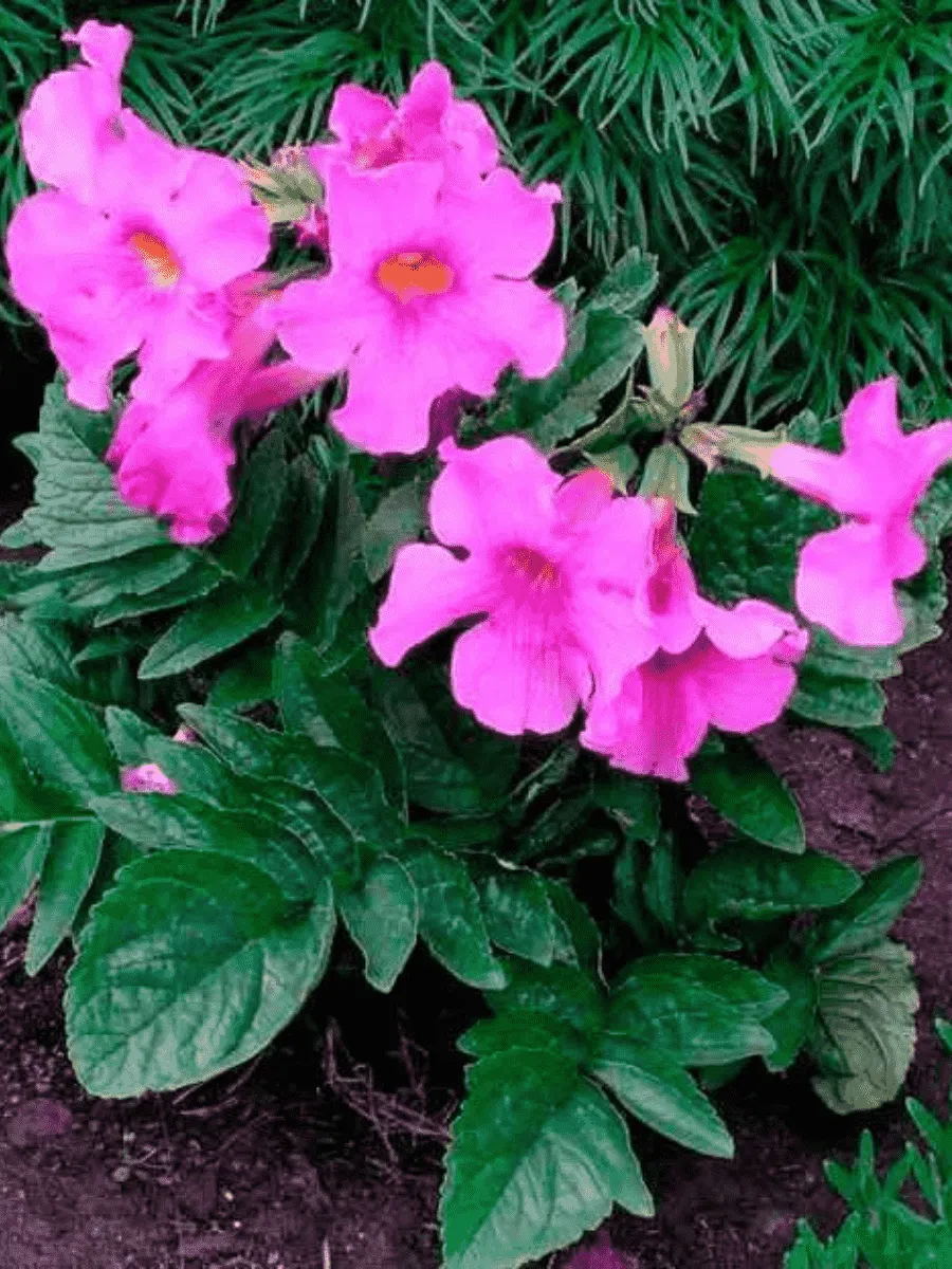 Инкарвиллея Делавея