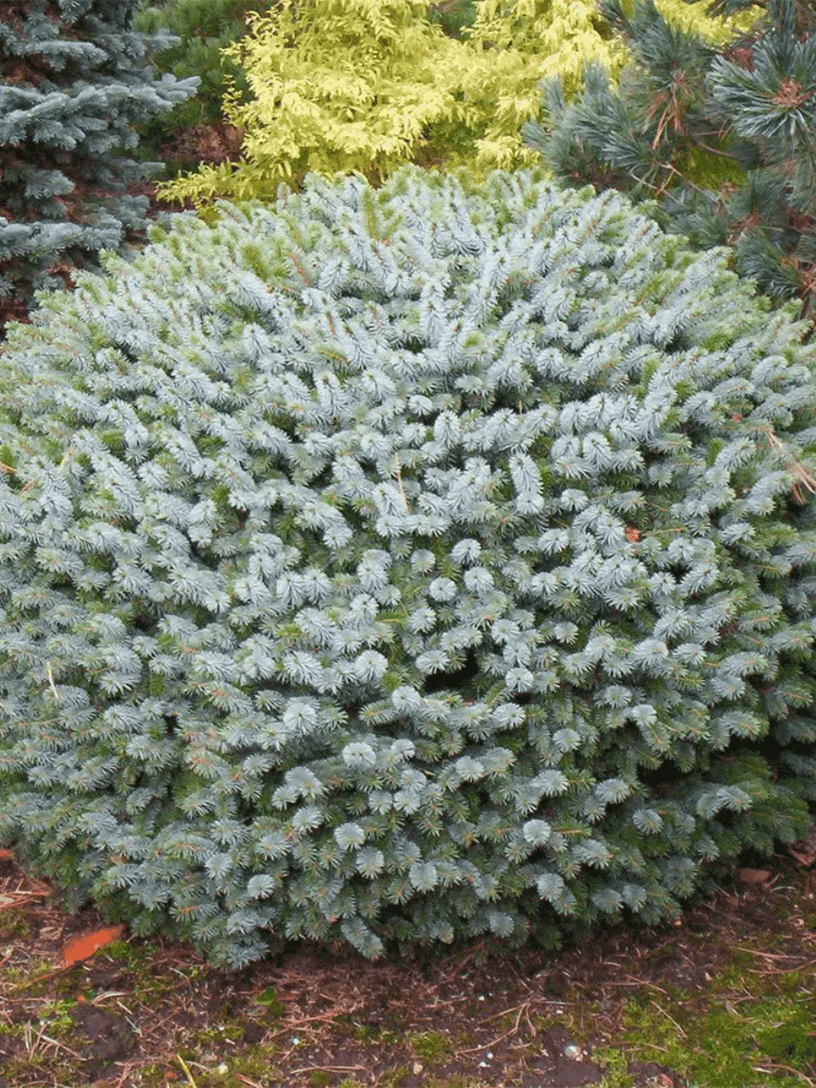 Ель ситхинская Tenas