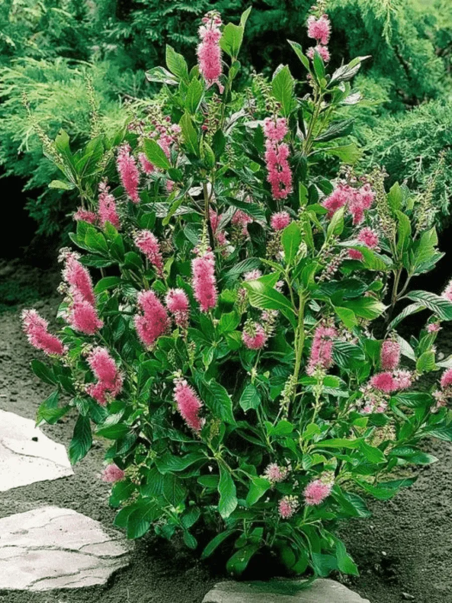 Клетра ольхолистная Pink Spire