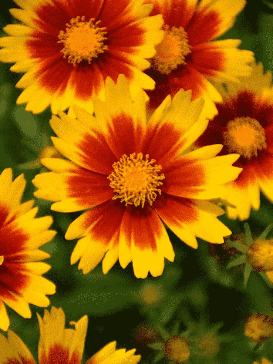 Кореопсис крупноцветковый UpTick Gold