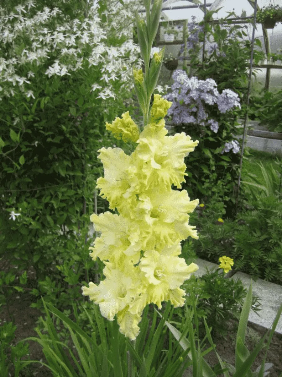 Гладиолус Тула