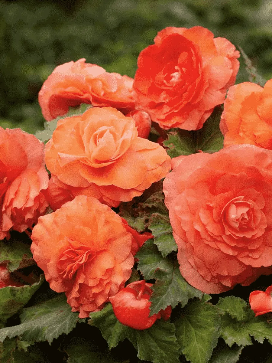 Бегония Double Salmon