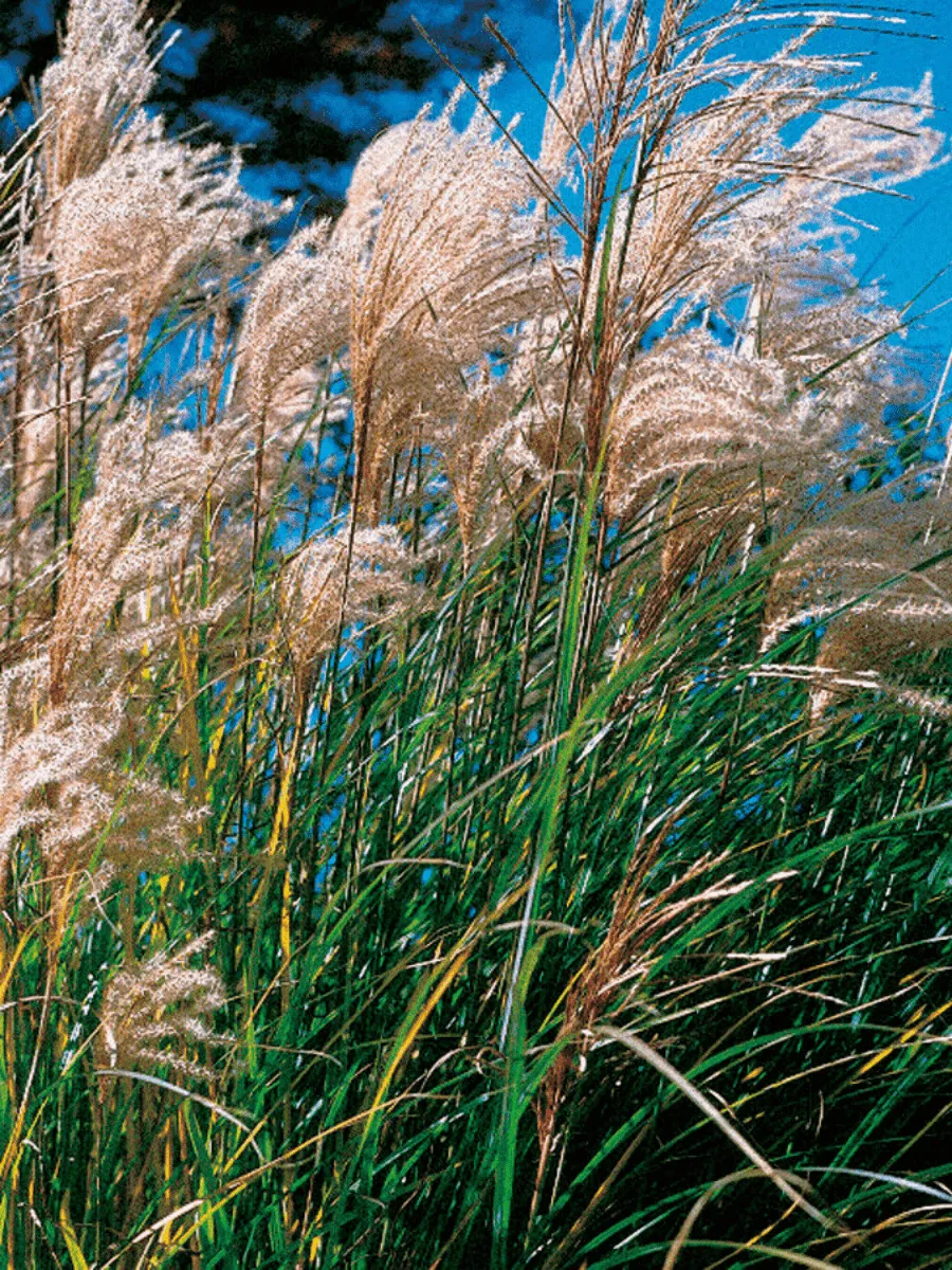 Мискантус New Hybrids