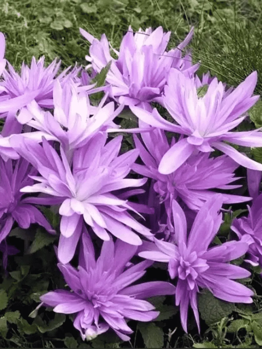 Колхикум Waterlily