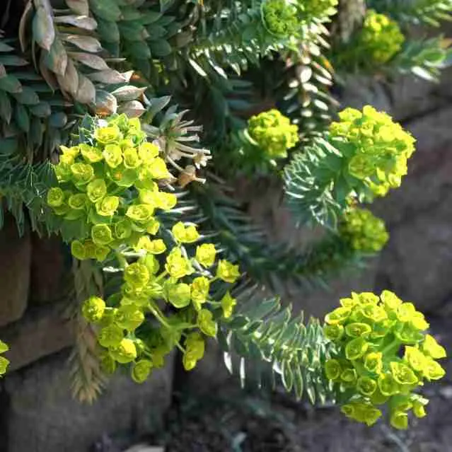 Молочай средиземноморский Red Wing