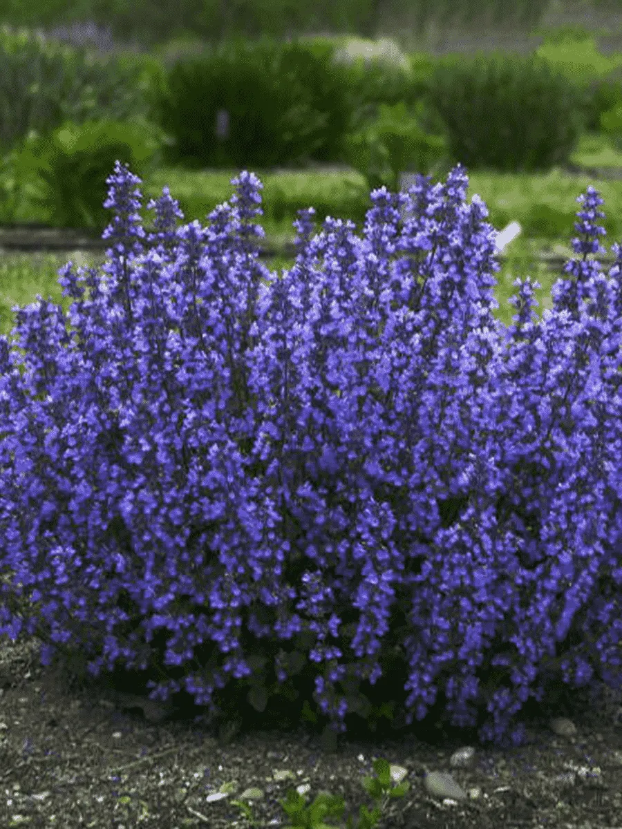 Котовник Фассена Cat’s Pajamas Blue