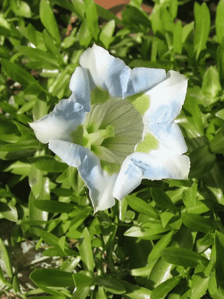 Горечавка Макиной White Magic