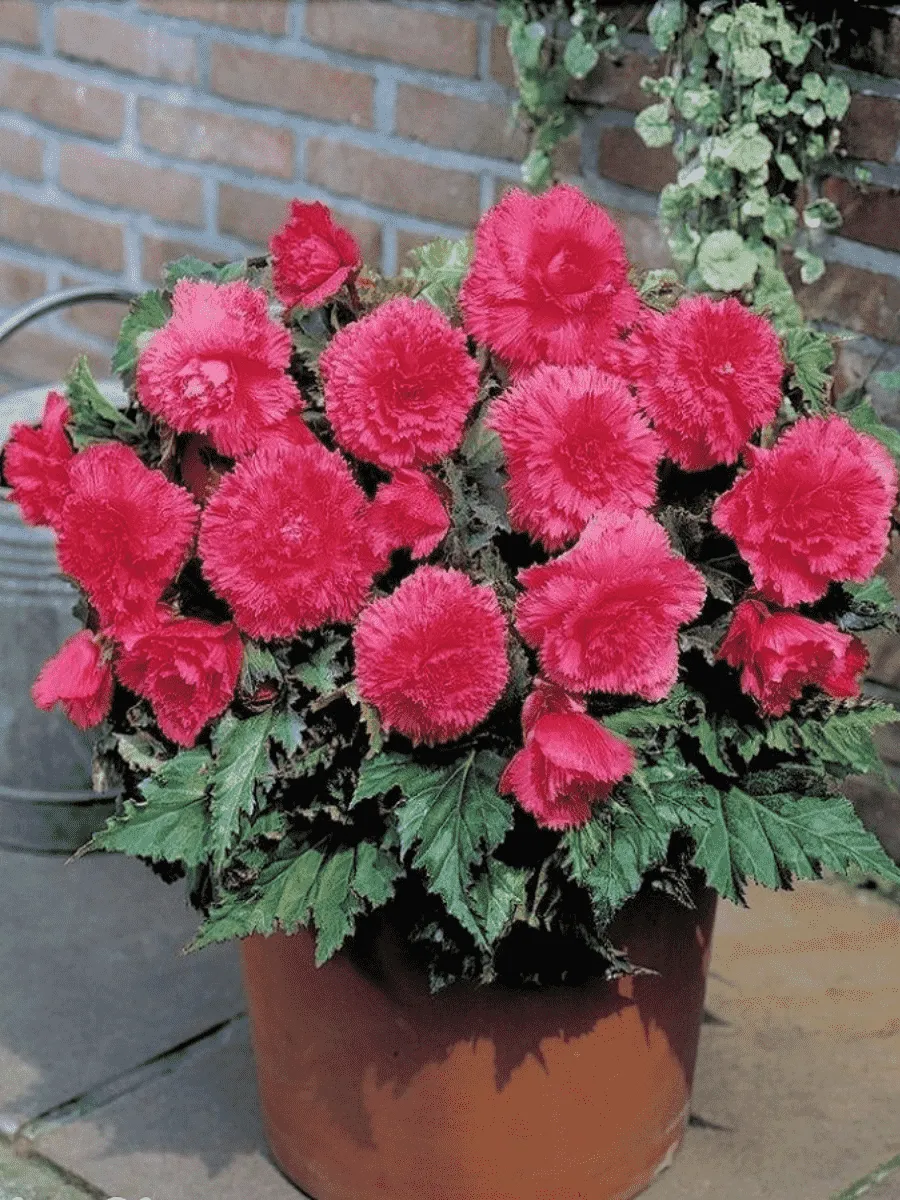 Бегония Fimbriata Pink