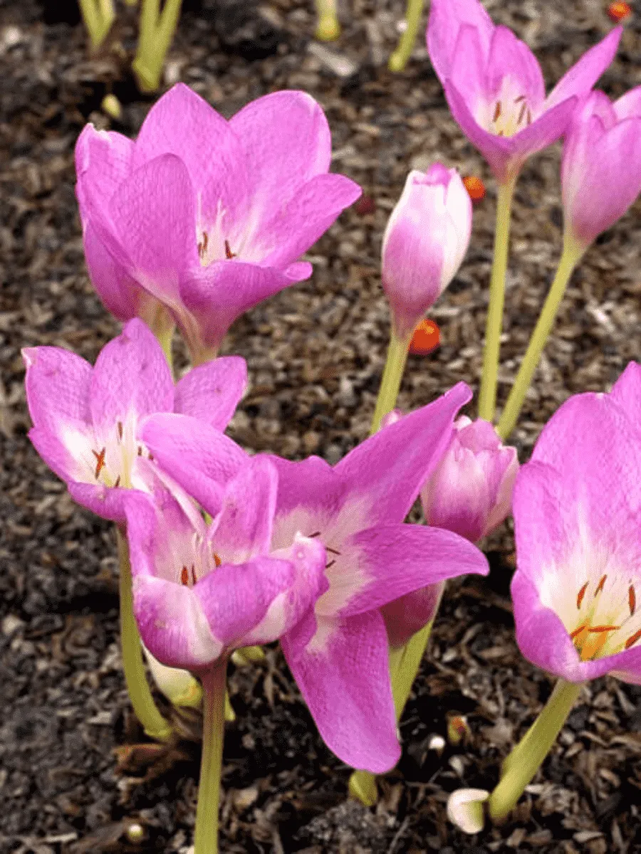 Колхикум Rosy Dawn