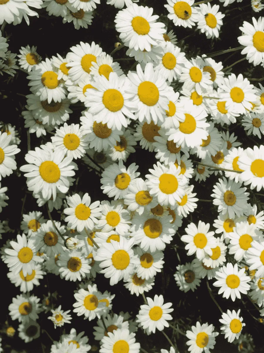 Пупавка карпатская Karpatenschnee