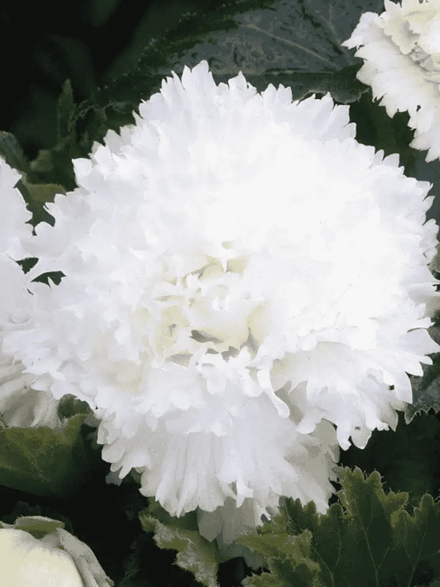 Бегония Fimbriata White