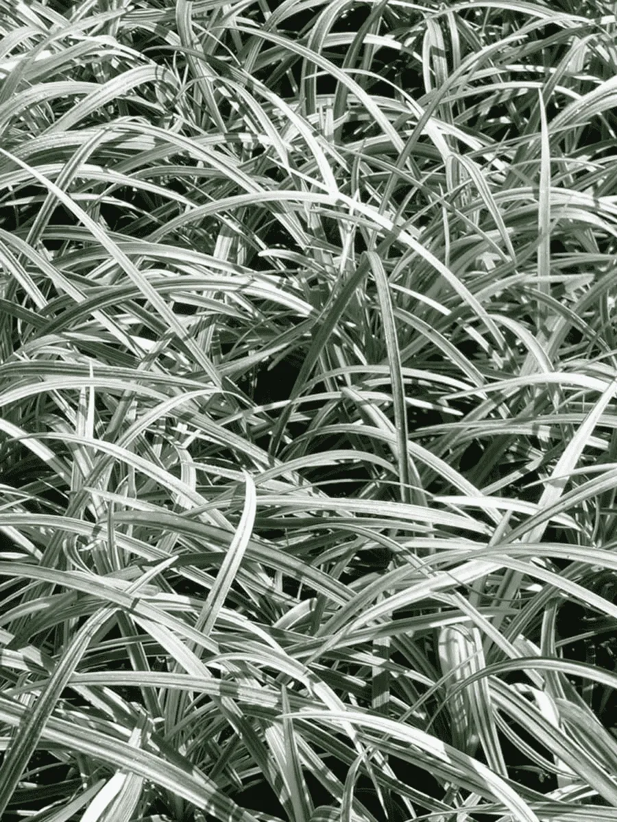 Офиопогон японский Silver dragon