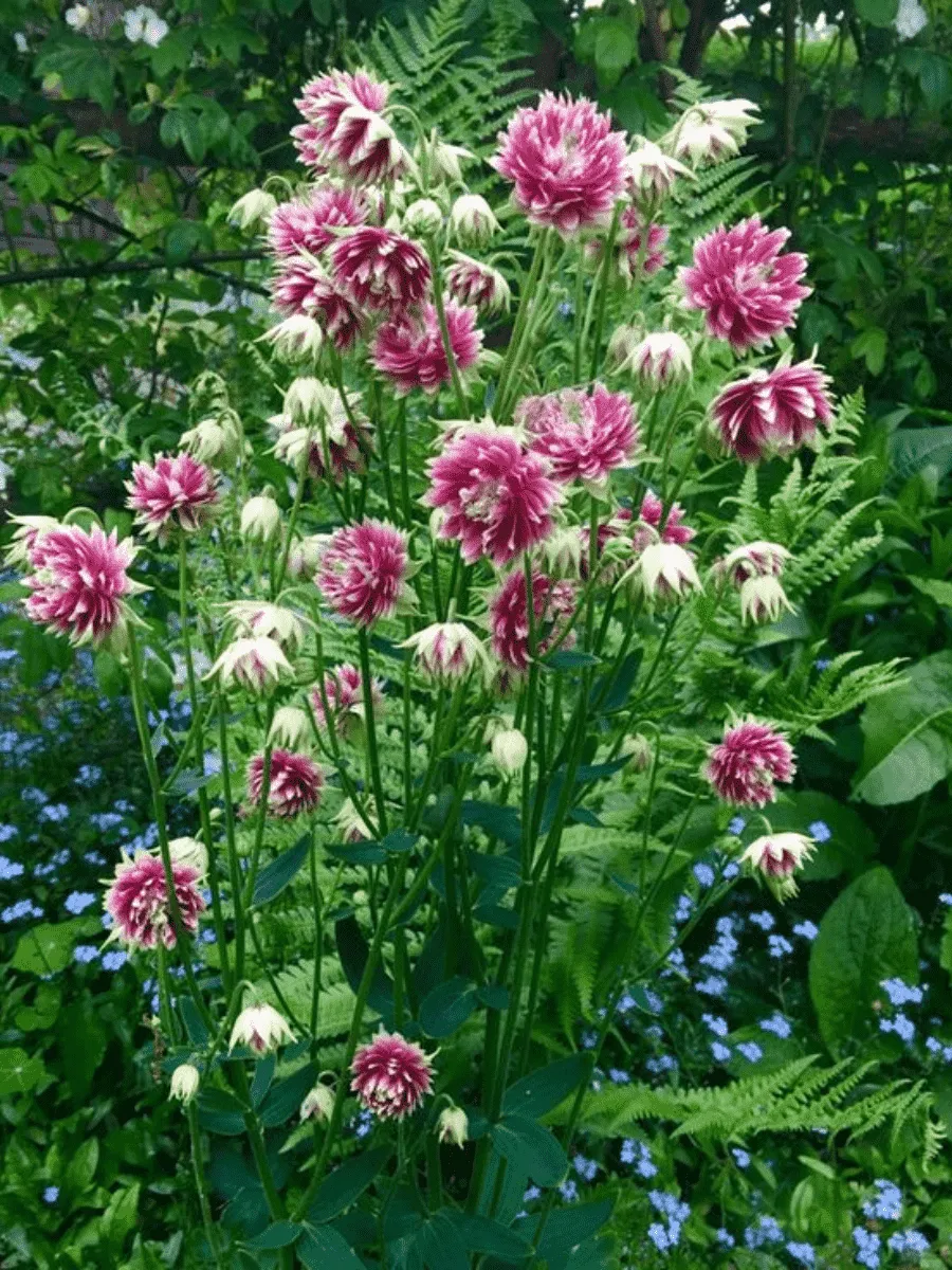 Аквилегия обыкновенная Barlow Nora