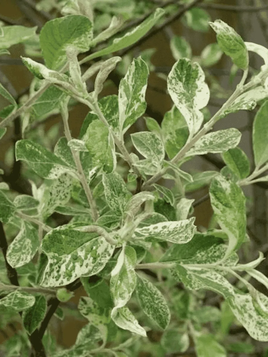 Ива козья Триколор