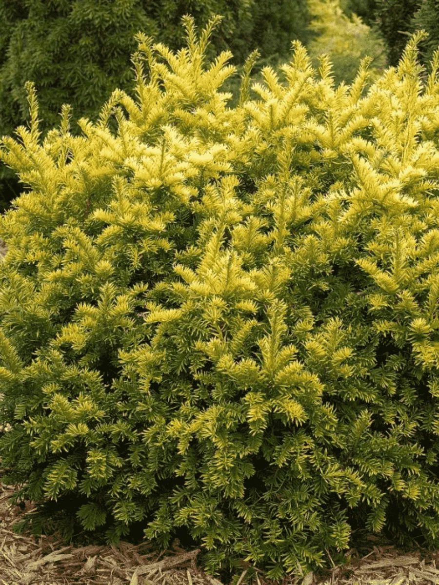 Тис ягодный Semperaurea