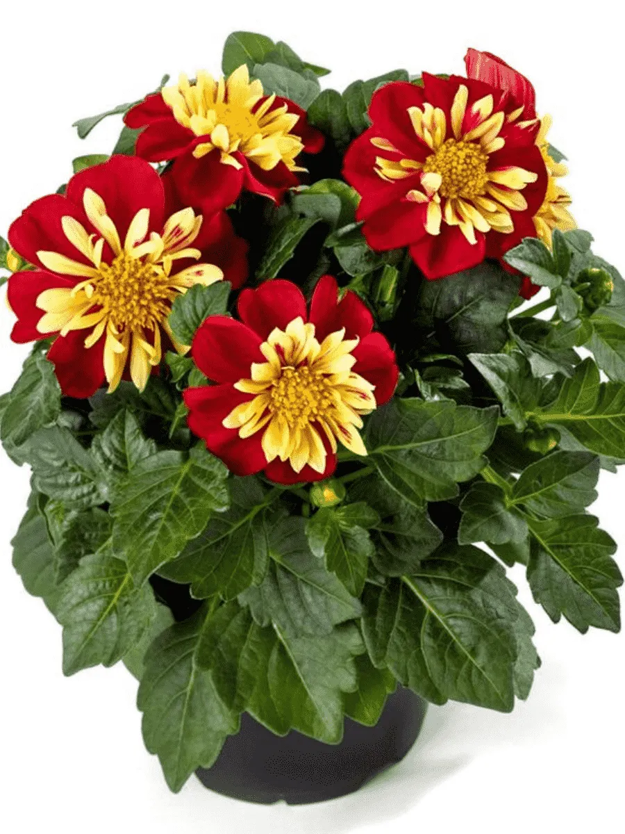 Георгин Dahlietta Surprise Lily