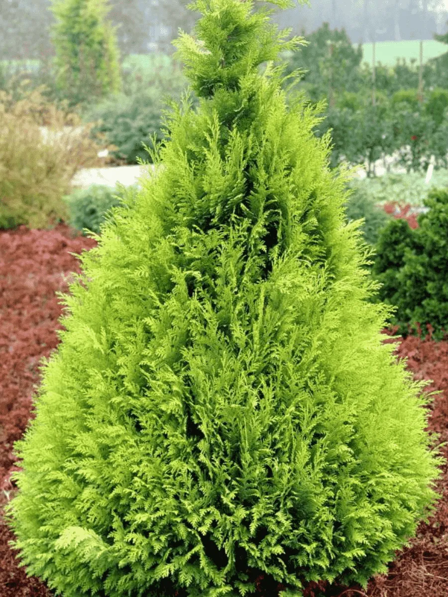 Кипарисовик Лавсона Stardust