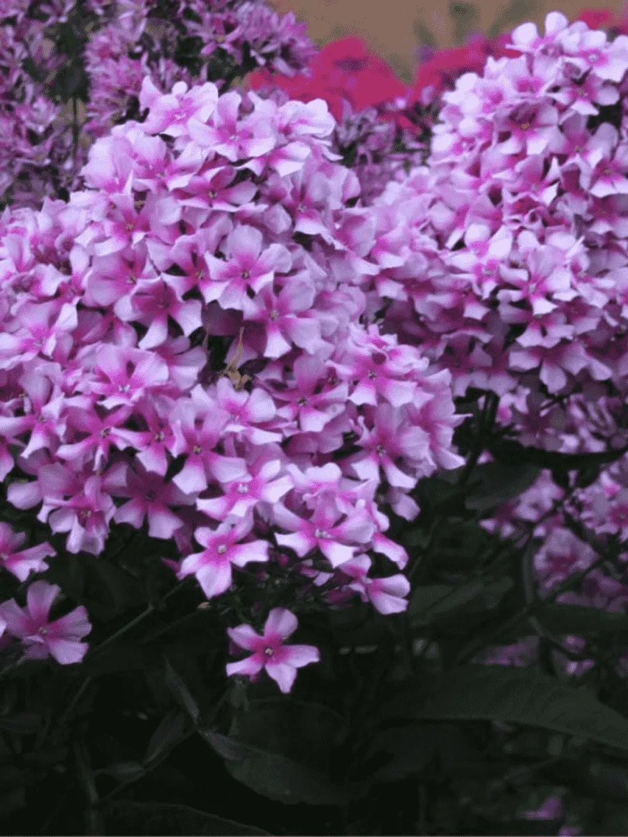 Флокс метельчатый Квазимодо