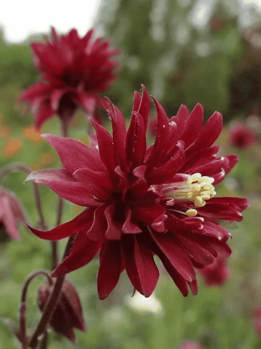 Аквилегия обыкновенная Barlow Bordeaux