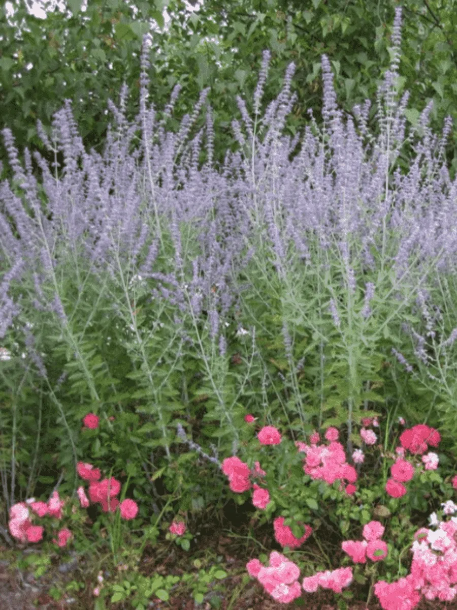 Перовския лебедолистная Blue Steel