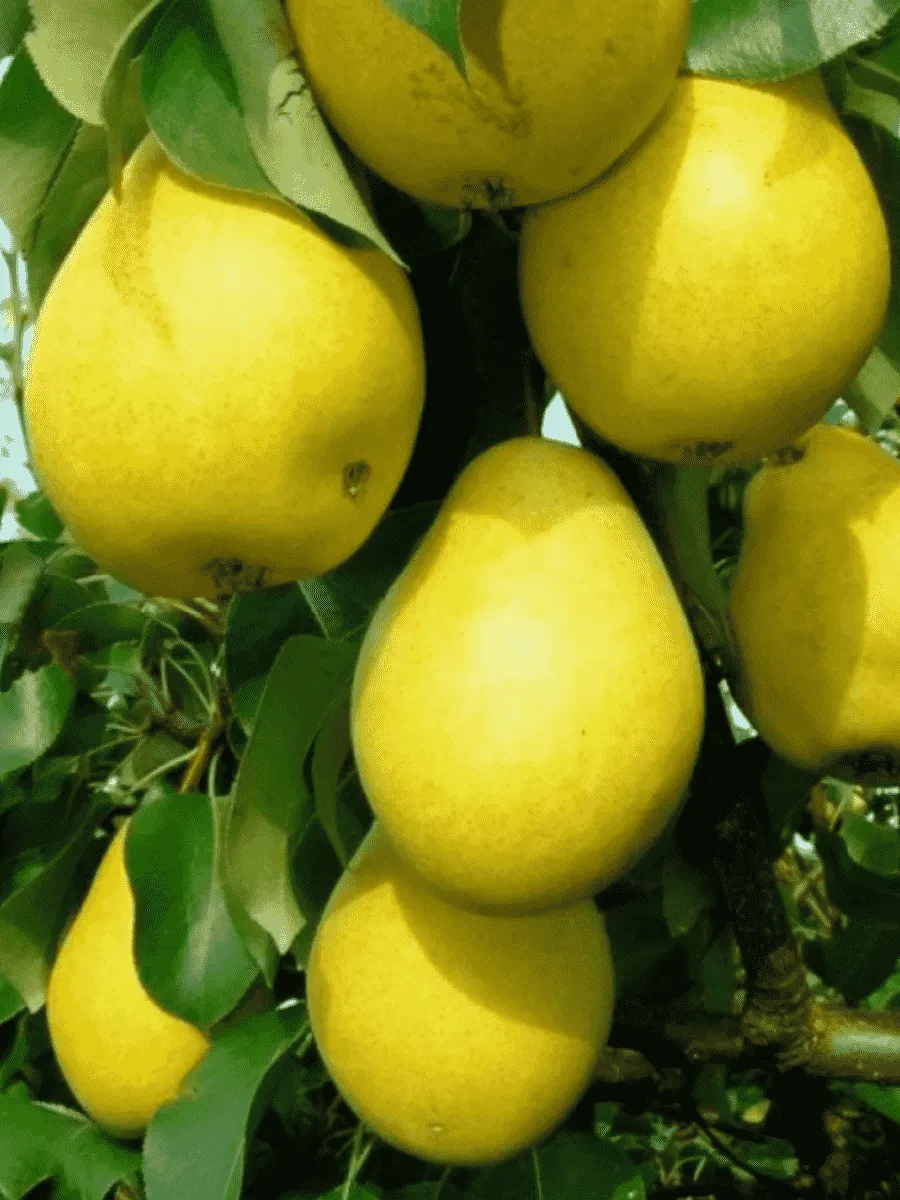 Груша Чижовская