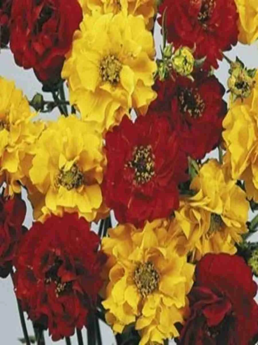 Гравилат чилийский смесь 