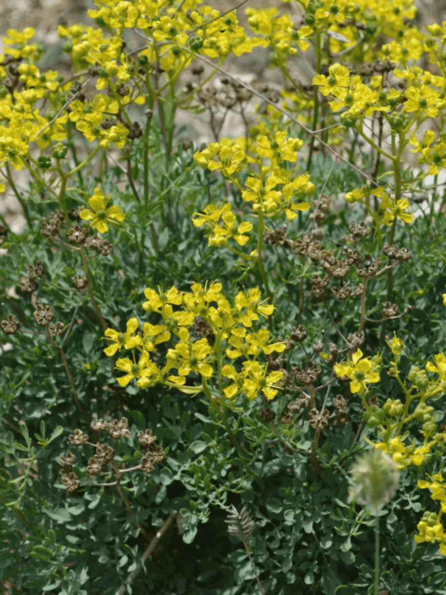 Рута душистая