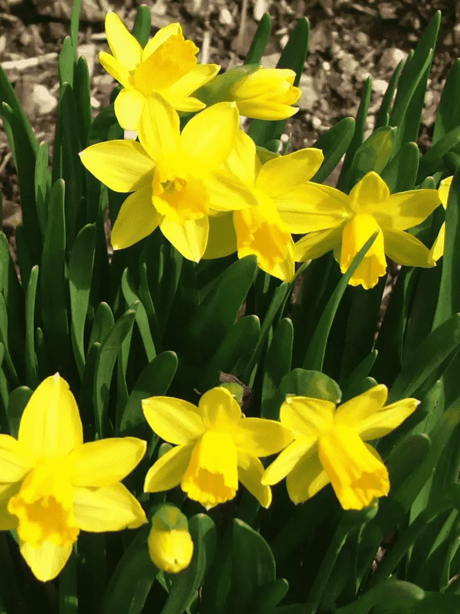 Нарцисс Tete a Tete