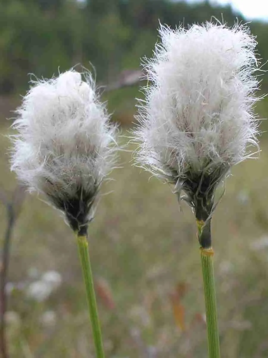 Пушица влагалищная