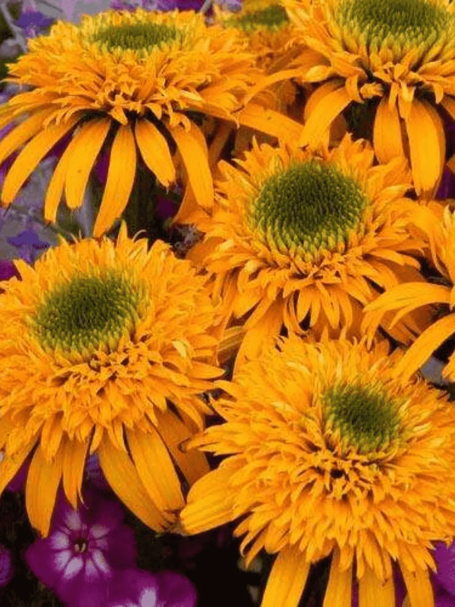 Эхинацея пурпурная Secret Glow