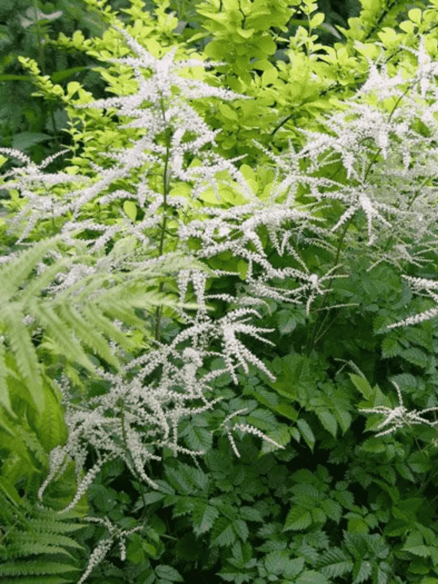 Волжанка двудомная Guinea Fowl