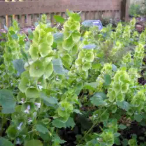 Молюцелла гладкая