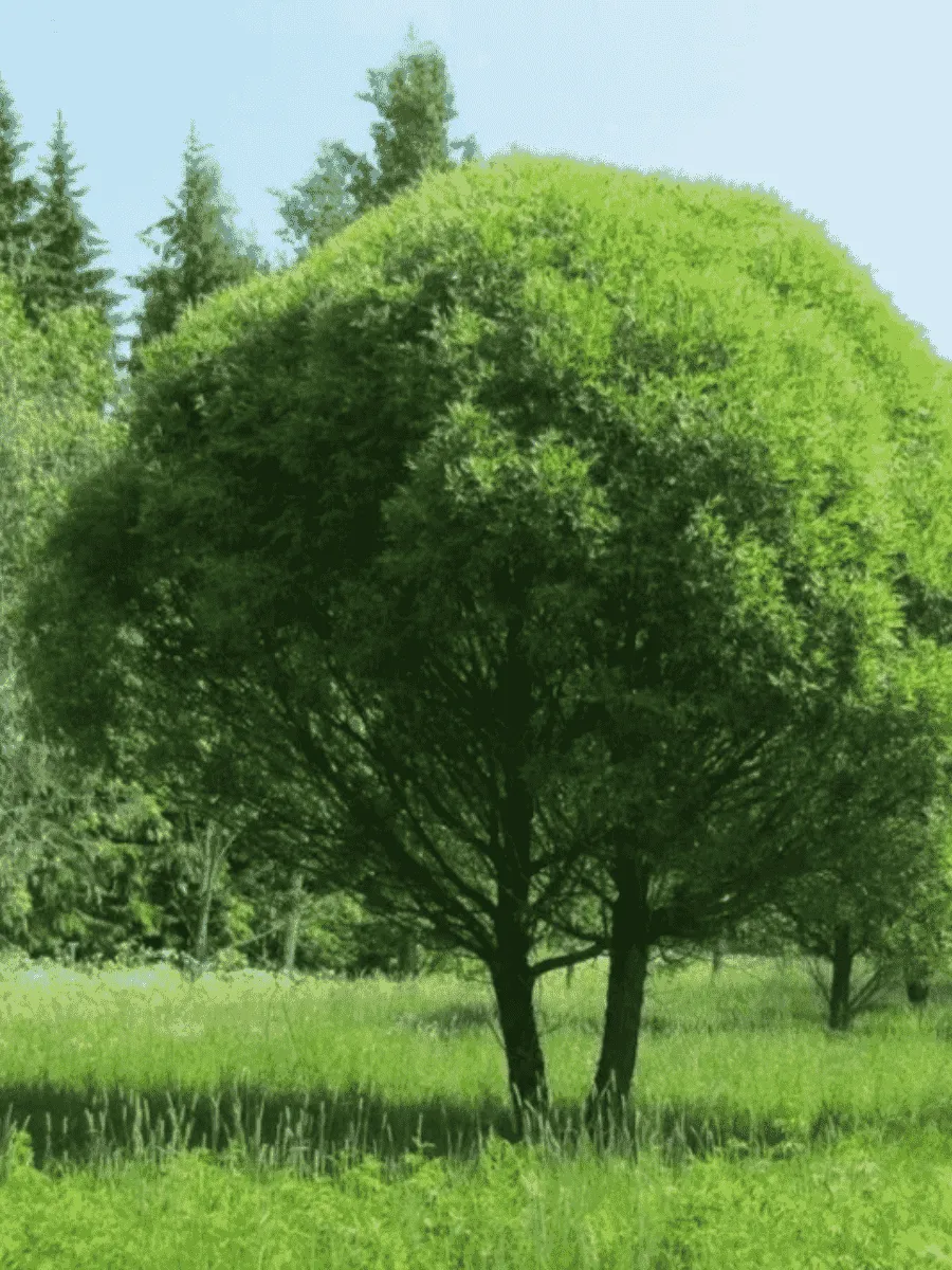 Ива ломкая Bullata