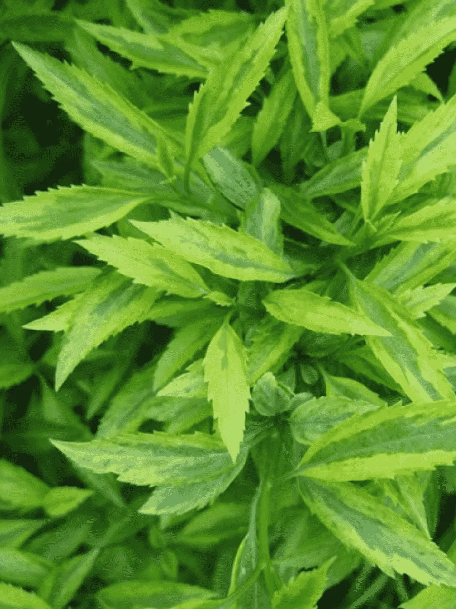 Форзиция темно-зеленая Citrus Swizzle