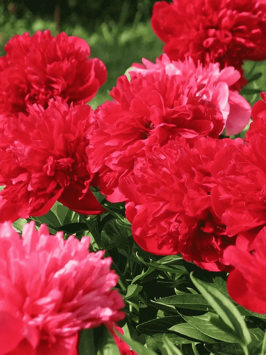 Пион Молочноцветковый Diana Parks