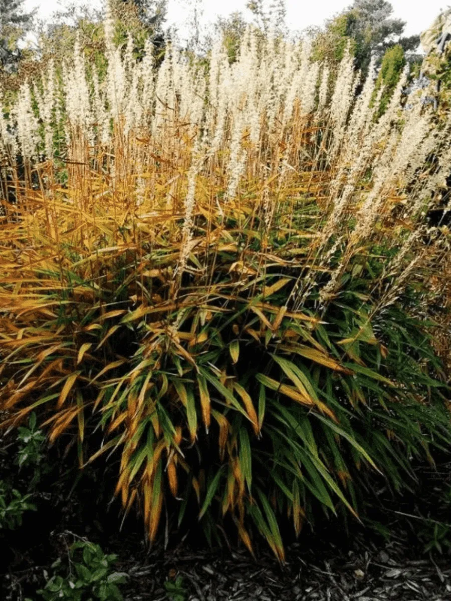 Серобородник сибирский