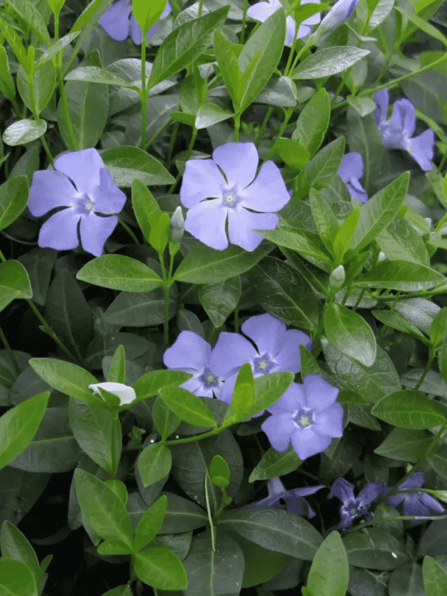 Барвинок малый HAWAII