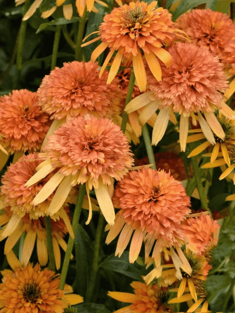 Эхинацея пурпурная Marmalade