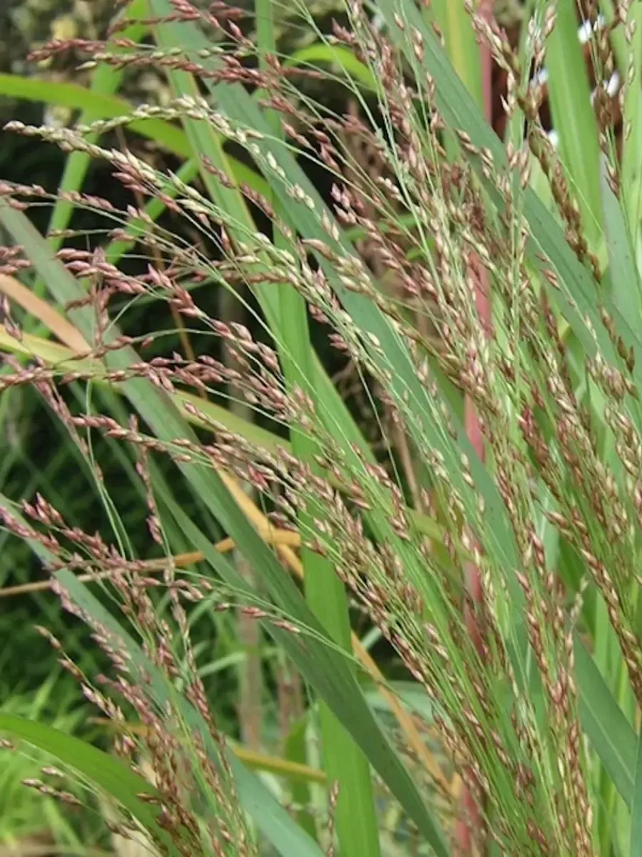 Просо прутьевидное Warrior