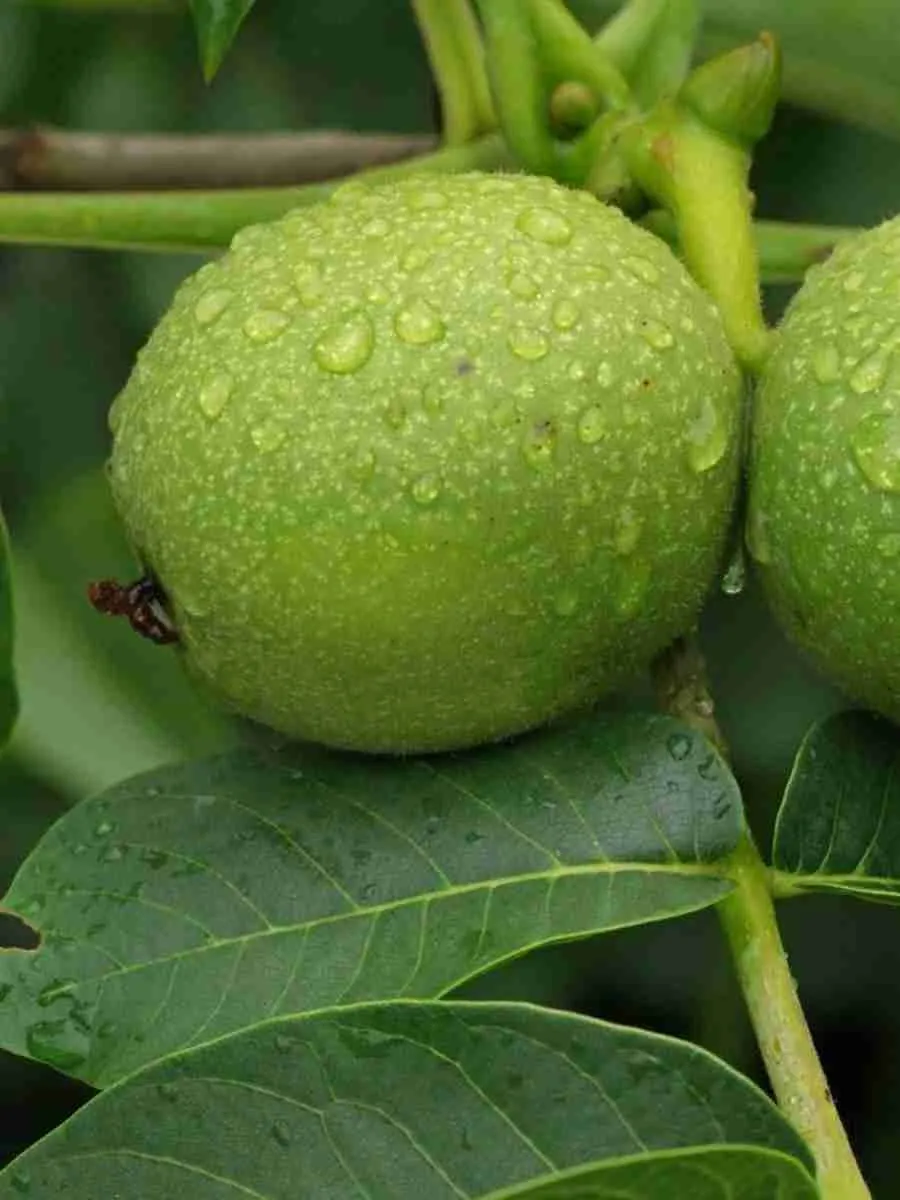 Грецкий орех