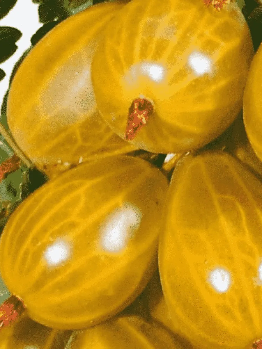 Крыжовник обыкновенный Русский желтый