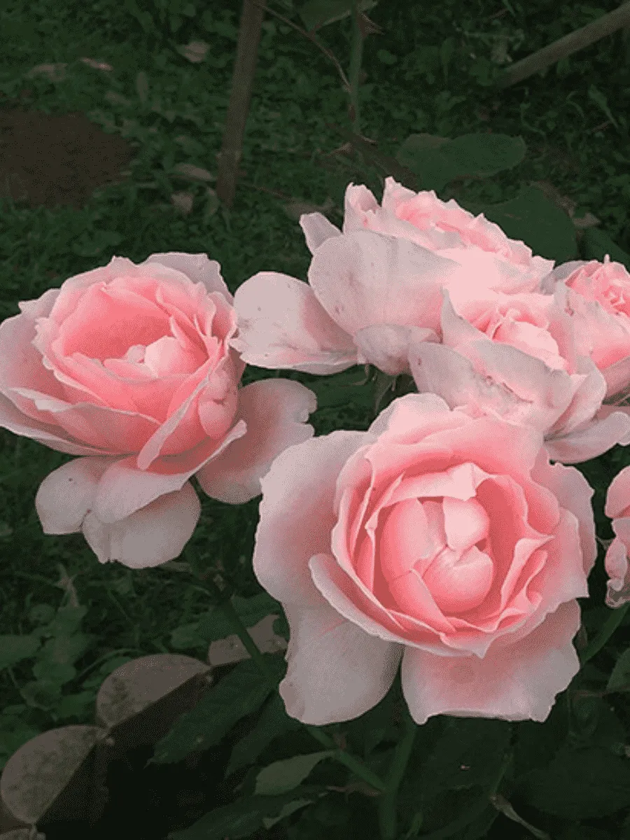 Роза плетистая Бригантина